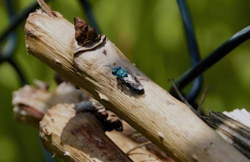 Trichrysis cyanea